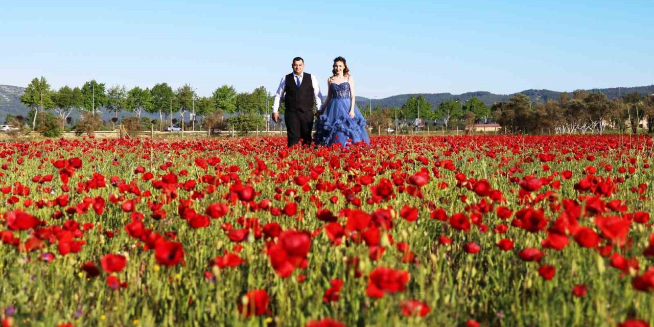 Gelinler, ‘Gelincik’ tarlasına akın etti