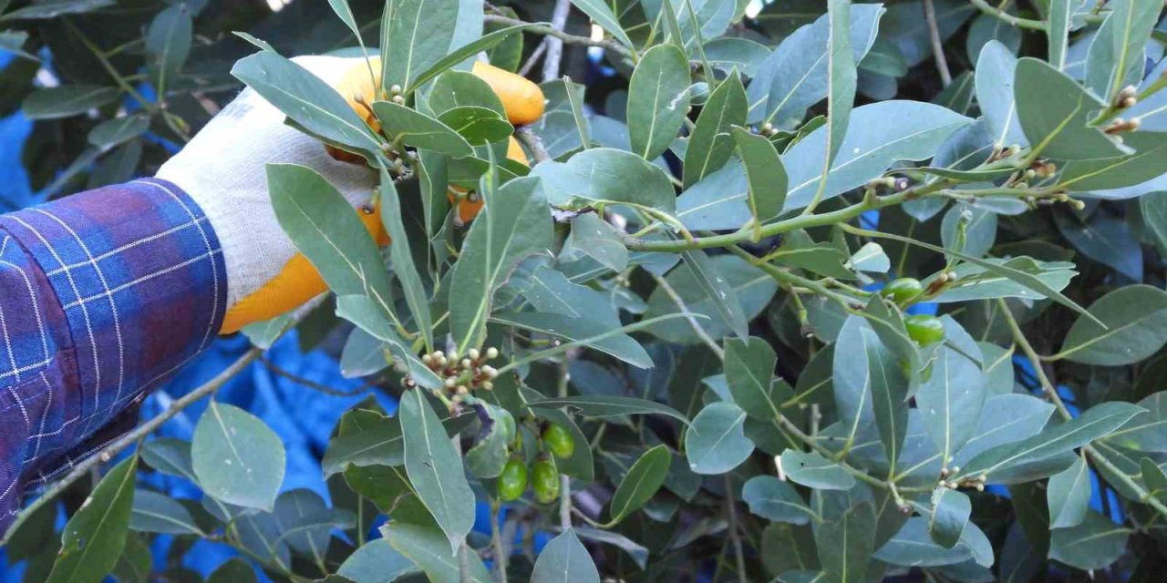 Denizli’nin defne kokusu ABD ve Avrupa restoranlarına yayılıyor