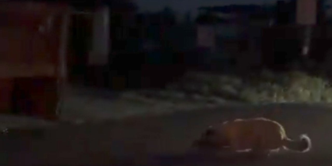 Köpeği traktörle sürükleyen şüpheli jandarma ekiplerince yakalandı