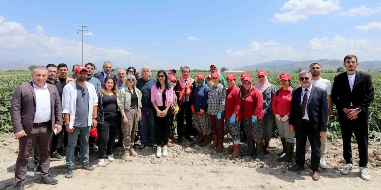 Başkan Yetişkin, enginar hasadına katıldı