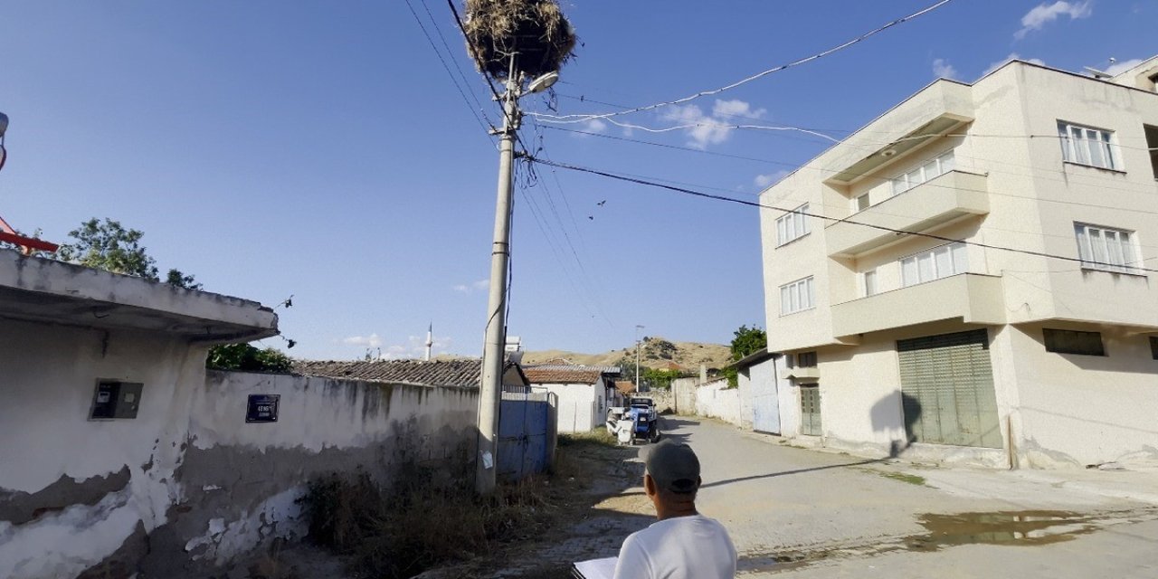 Aydın’da leylek sayımları tamamlandı