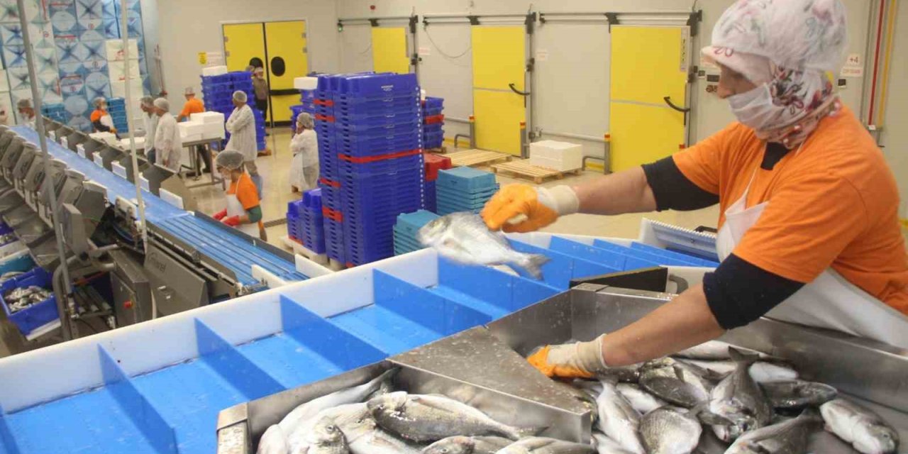 Muğla’dan yapılan her 100 dolarlık ihracatın 72 doları su ürünlerinden