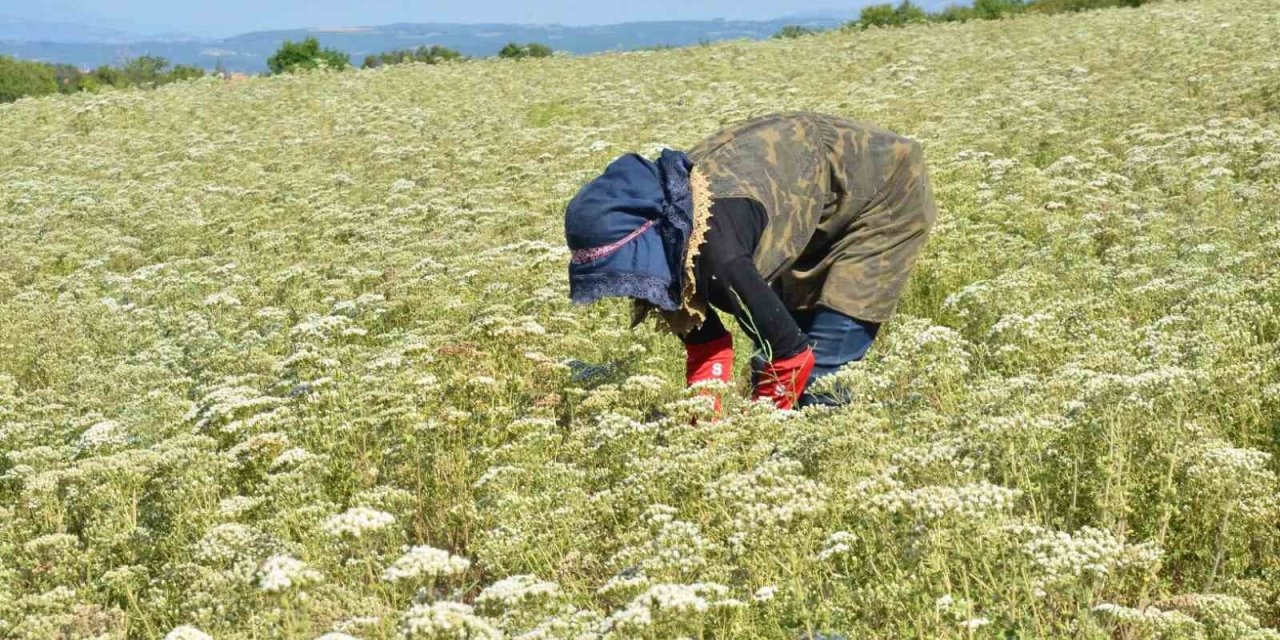 Kekik üreticisi üretimden vazgeçiyor