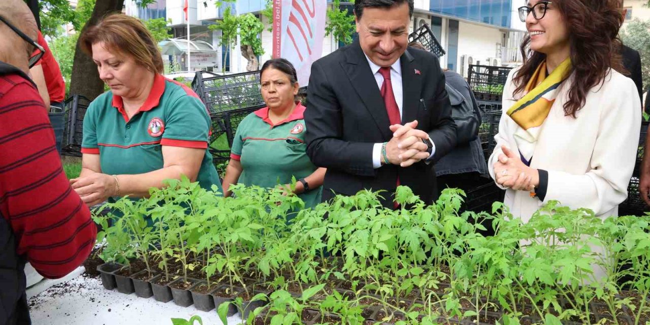 Menteşe’de ata tohumdan üretilen 20 bin fidan ücretsiz dağıtıldı