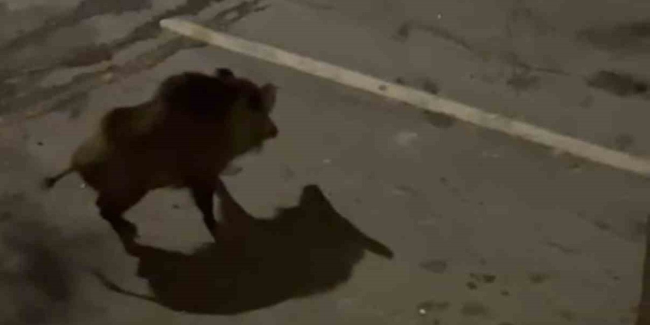 Domuzdan köpeklere gözdağı