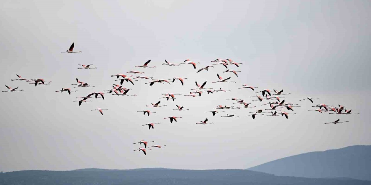 Flamingolardan görsel şölen