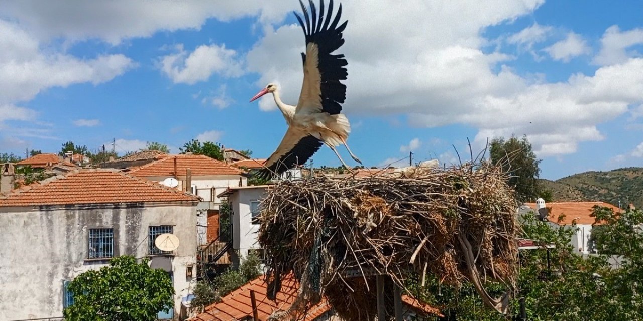 Saman ipleri leylekleri tehdit ediyor