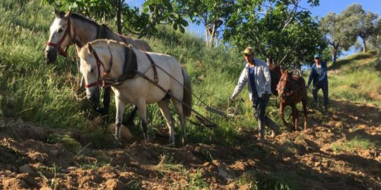 Köyünü terk etmeyen gençler günlük 3 bin liraya çalışıyor