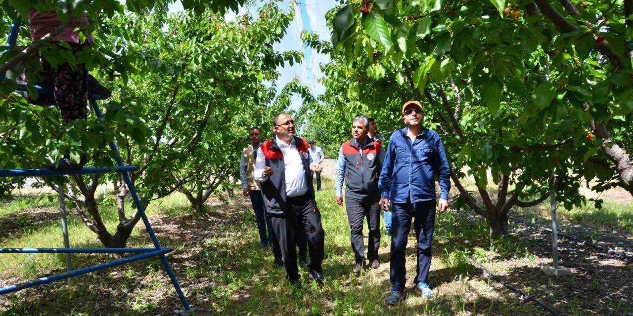 İhracatlık kiraz üretim merkezi Honaz’da bu yıl 5 bin ton rekolte bekleniyor