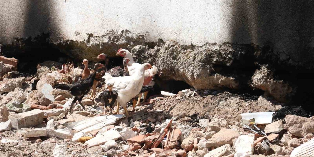 Fethiye’de ’piton’ nöbeti