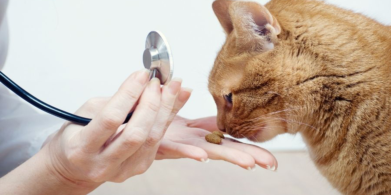 Gebze Veteriner, Tuzla Veteriner ve Mutlukent Veteriner