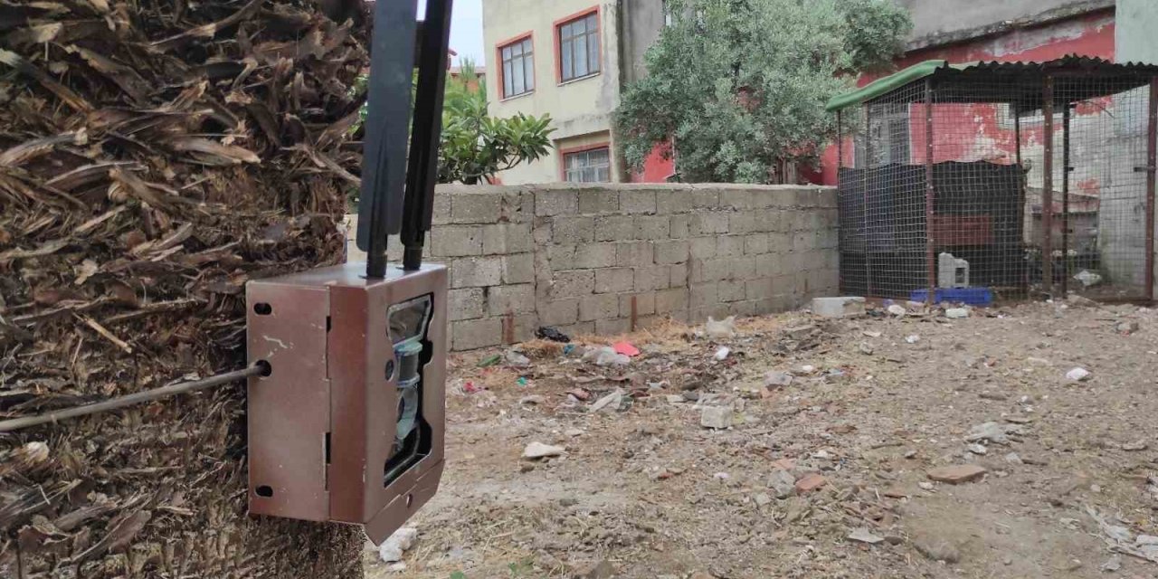 Fethiye’de piton yılanının bulunması için fotokapan kuruldu
