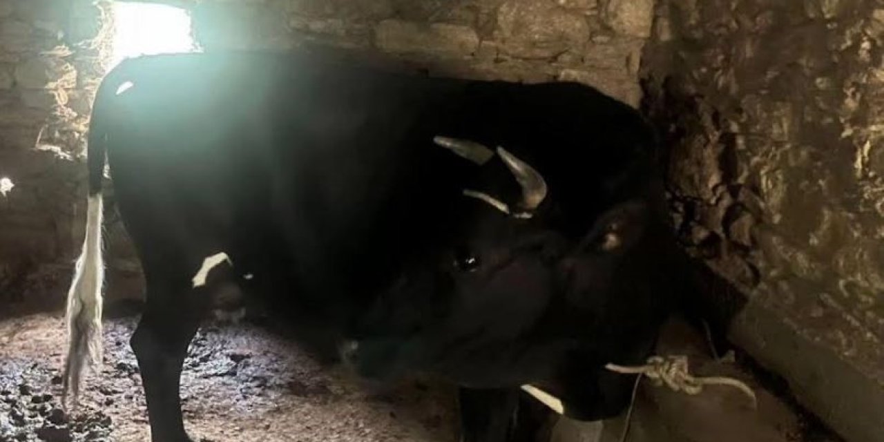 Çaldığı hayvanı kendisinin gibi satmak istedi, jandarmanın dikkatinden kaçamadı