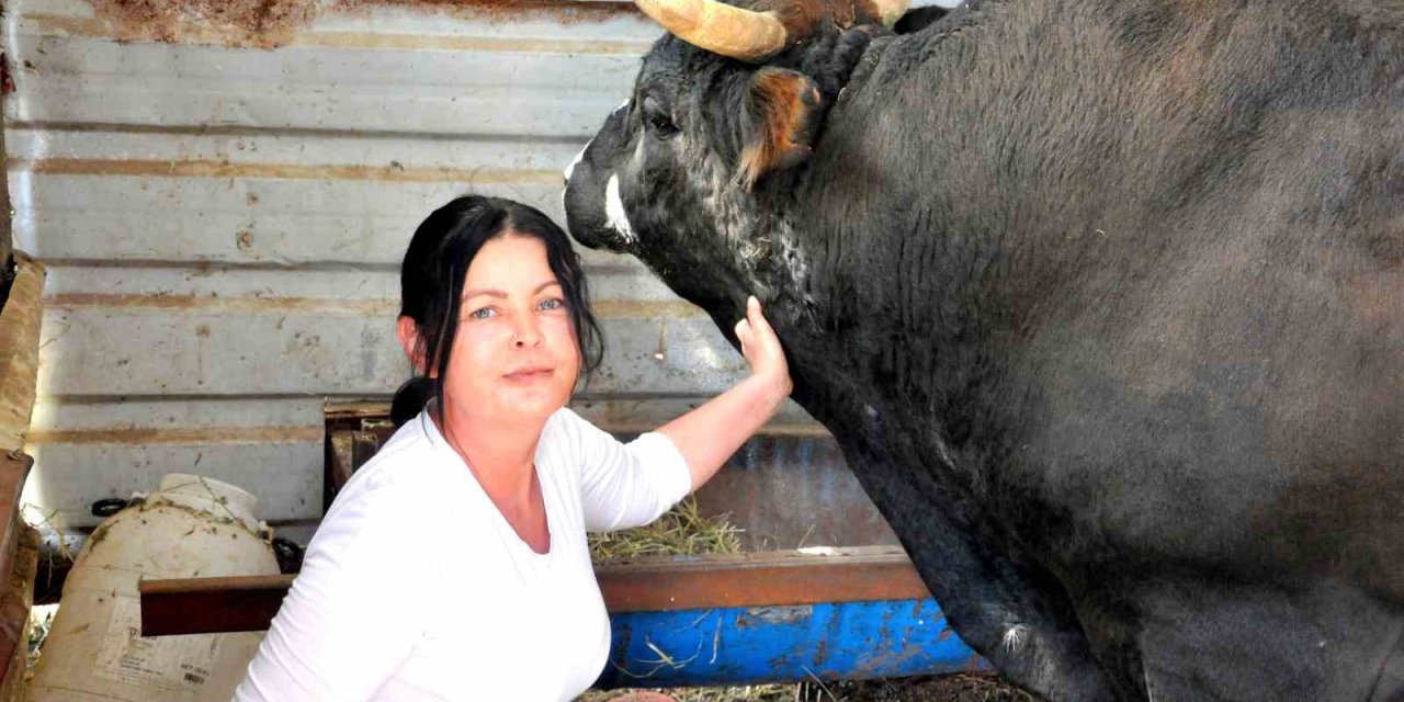 Feriştah hanımın boğa sevgisi görenleri şaşırtıyor