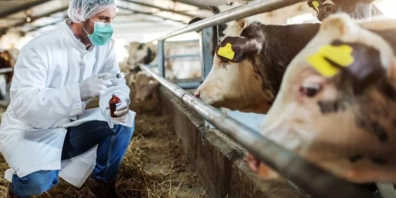 Çal ve Bekilli’de 20 mahalle şap karantinasına alındı