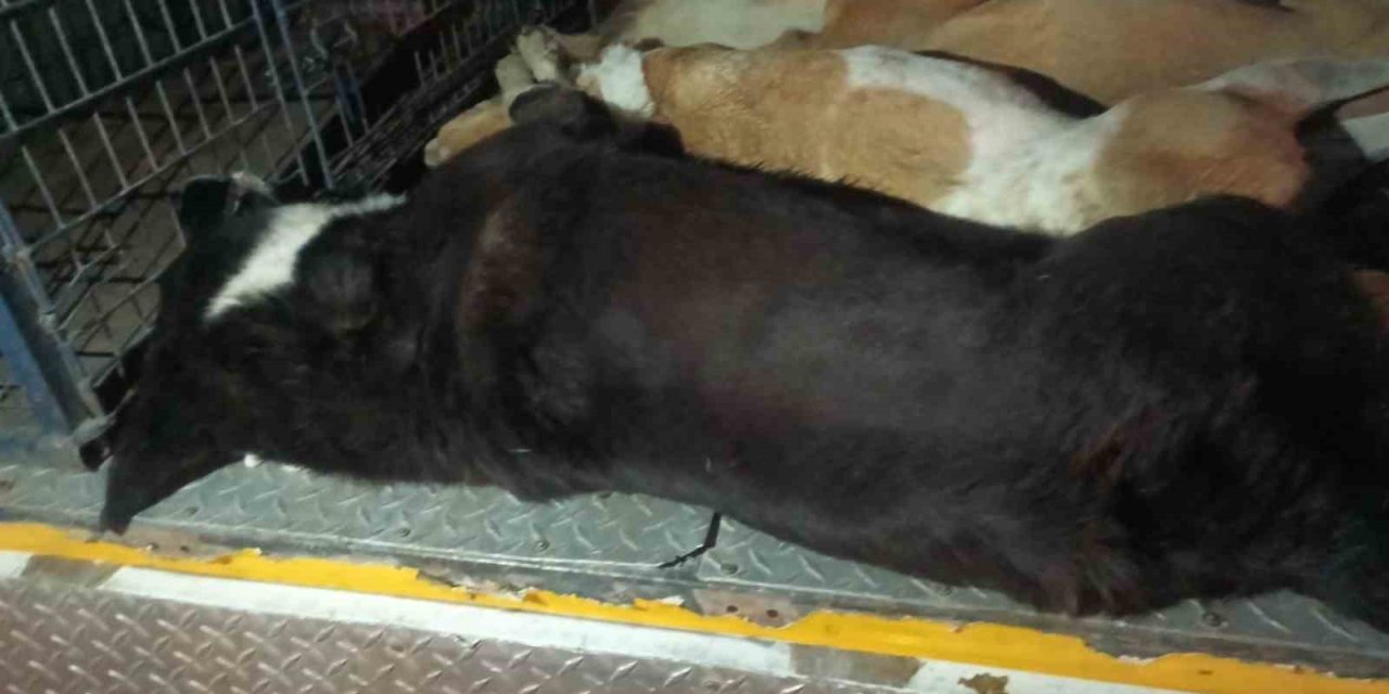 İzmir’de 10 köpek zehirlenerek öldürüldü
