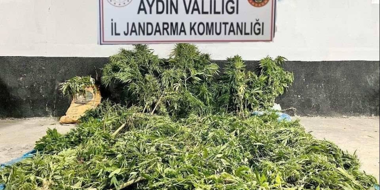 Ektikleri kenevirleri sularlarken yakalandılar