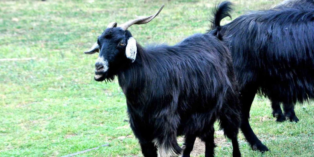 Muğla’da Kurban Bayramı öncesi çobanların mesaisi yoğunlaştı