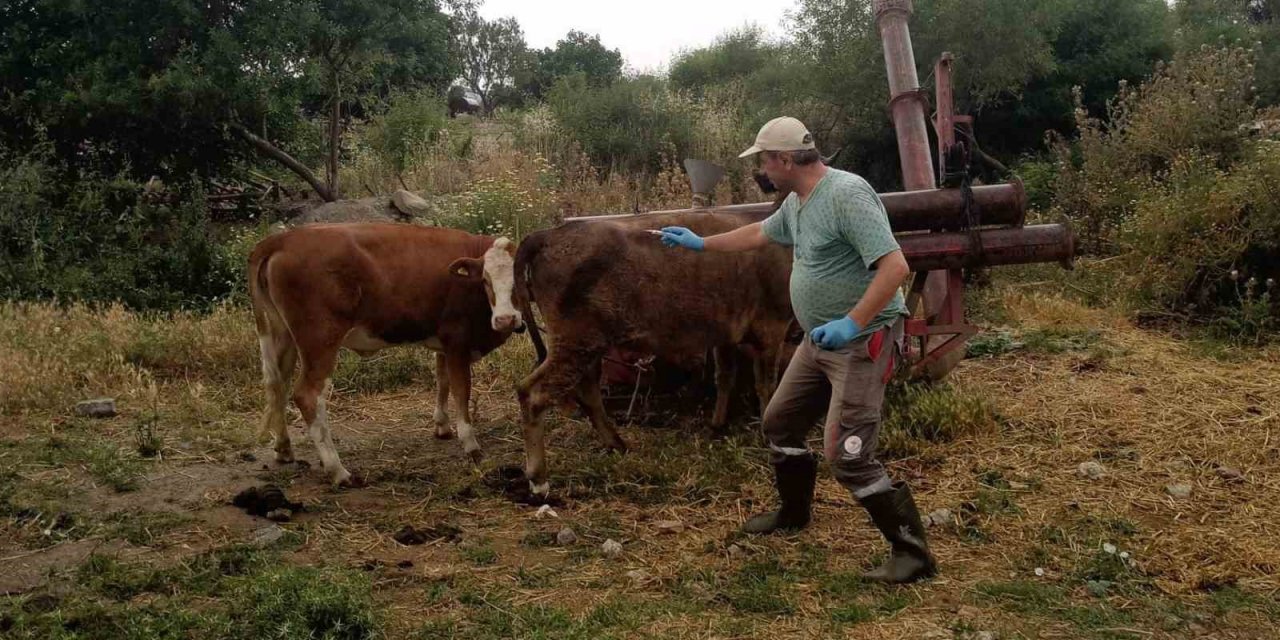 Didim’de büyükbaş hayvanların ilkbahar şap aşısı yapıldı