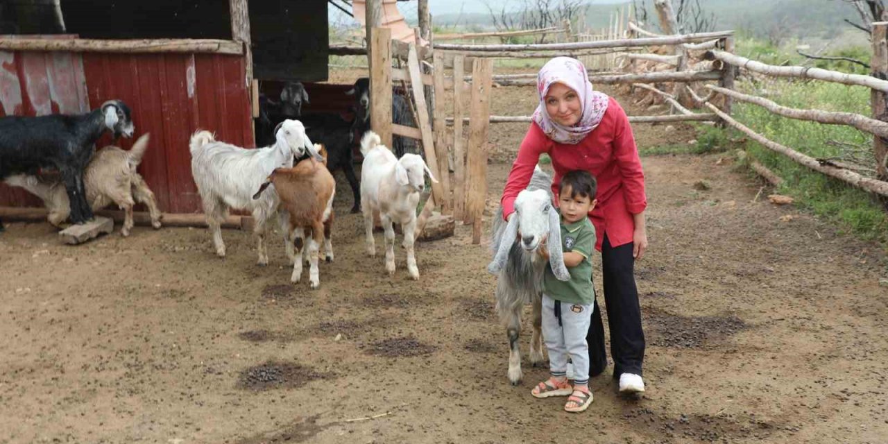 Muğla Büyükşehir ‘Kıl Keçisi Projesi’ meyvelerini vermeye başladı
