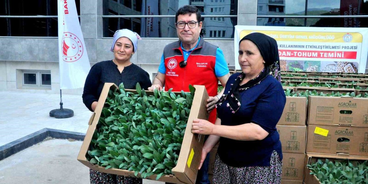 Muğla bu projeyle "enginar üssü" olacak