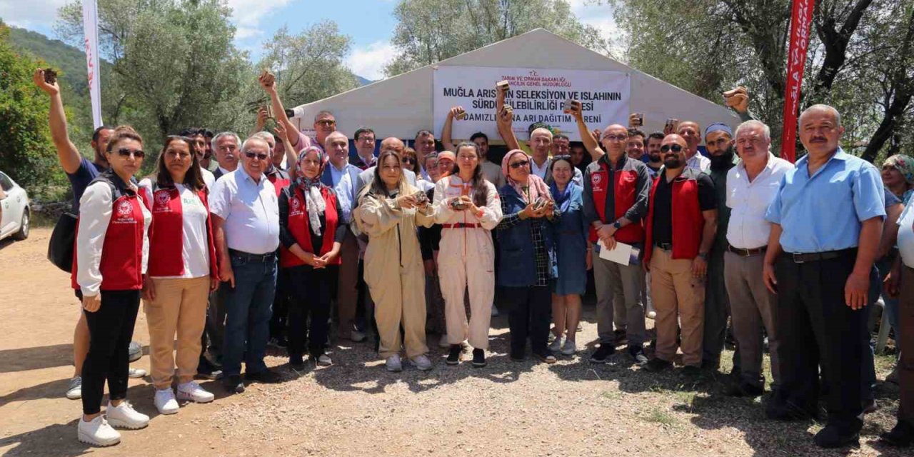 Muğlalı arıcılara damızlık ana arı dağıtımı