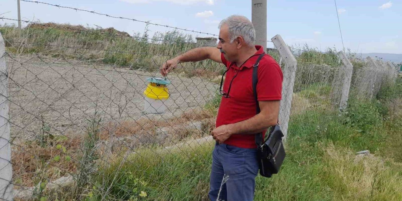 Pamukta pembe kurt mücadelesi sürüyor