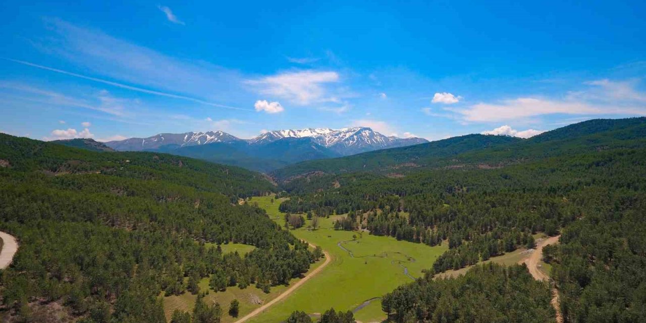 Denizli’de 813 hektarlık 24 adet bal ormanı arıcılara hizmet veriyor