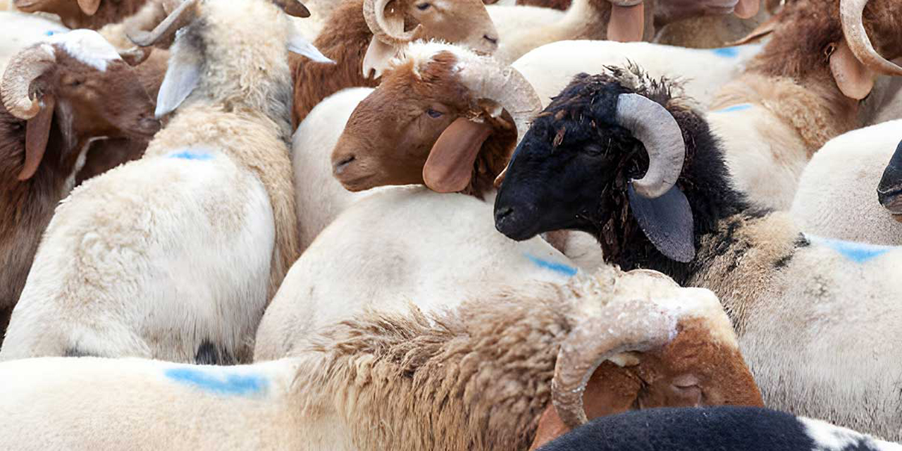 Kardeş Eli Derneği ile kurban bağışları