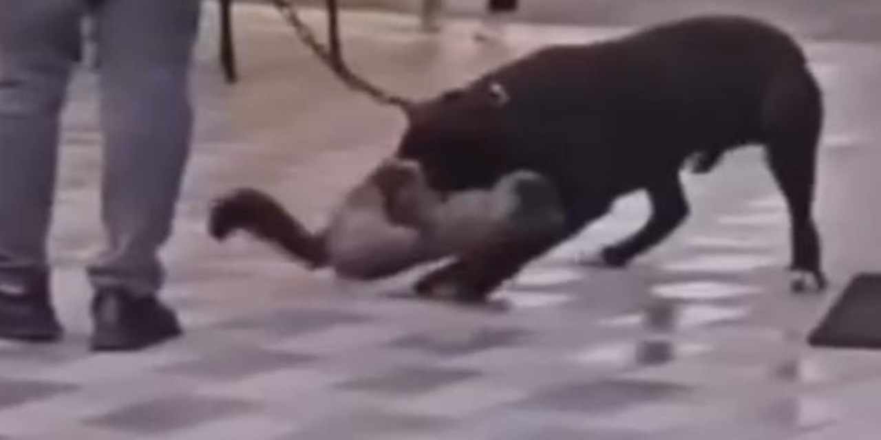 Köpek kediyi nefessiz bıraktı, sahibi gözaltına alındı