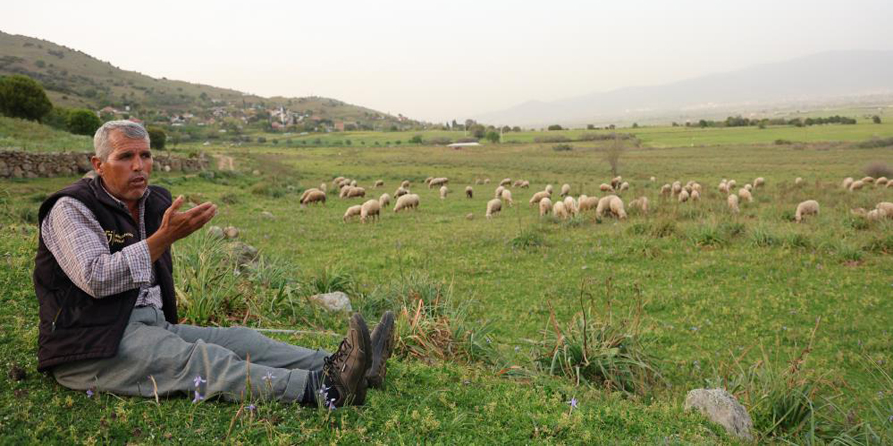Ömrünü çok sevdiği koyunlarına adadı