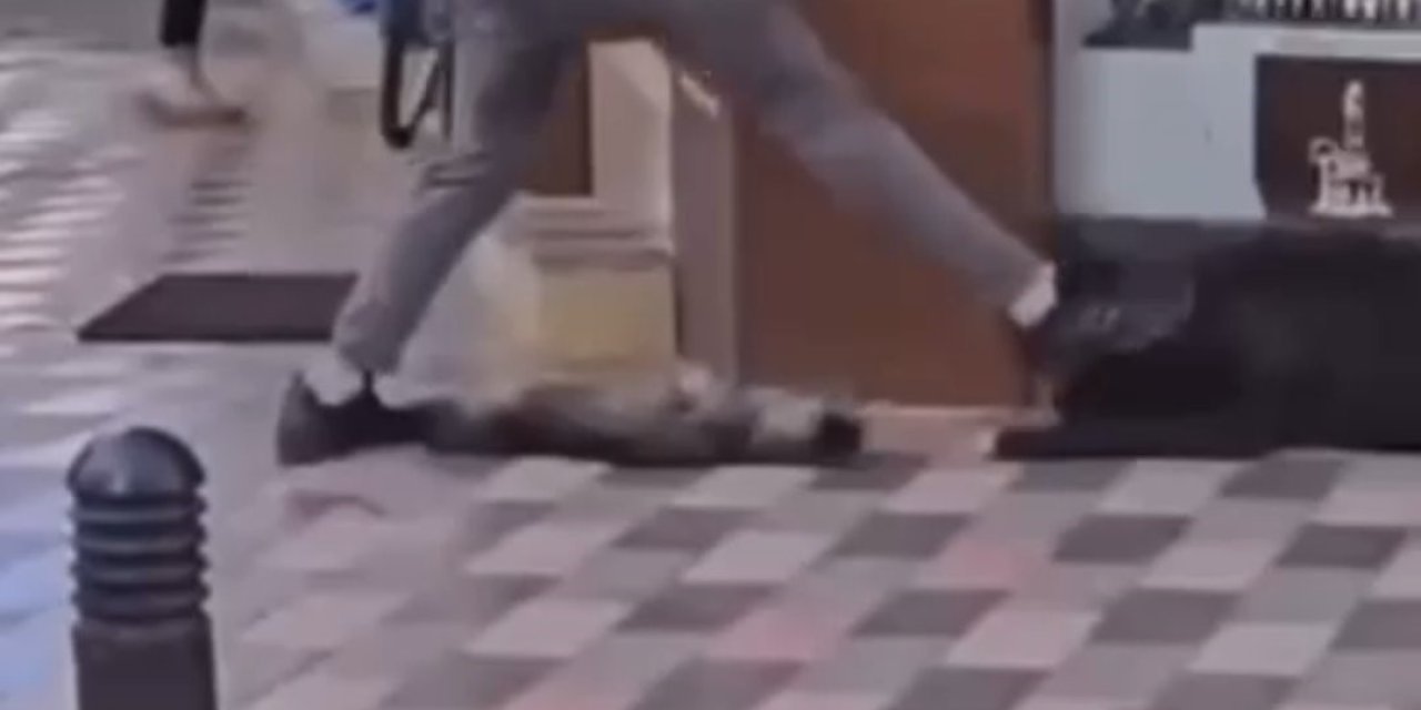 İzmir’de yasaklı ırk köpek kediye saldırmıştı, sahibi adliyeye sevk edildi