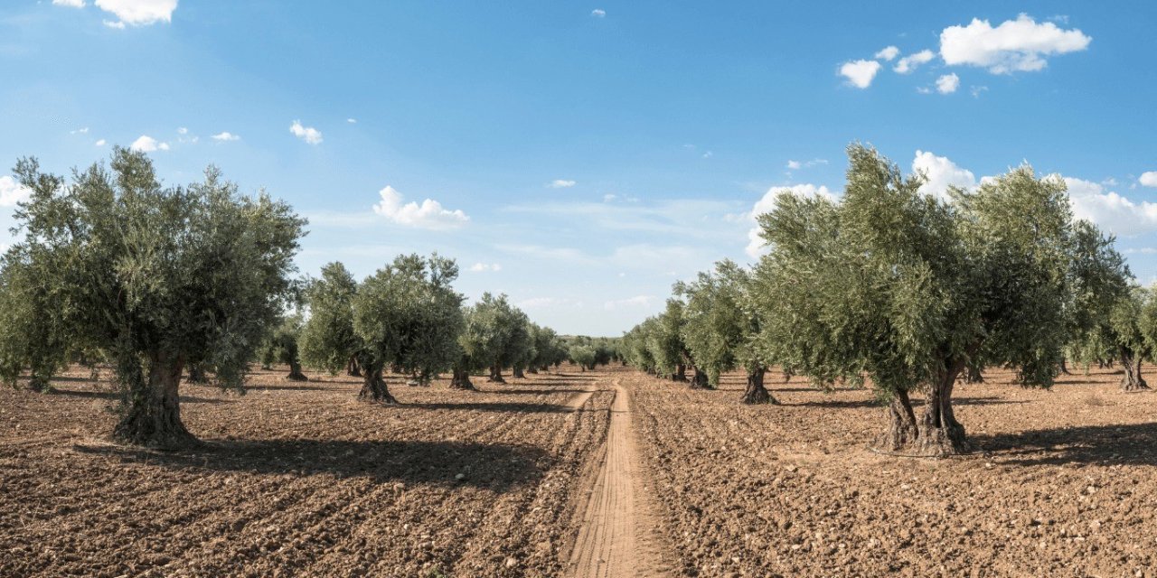 Zeytin güvesine karşı mücadele uyarısı