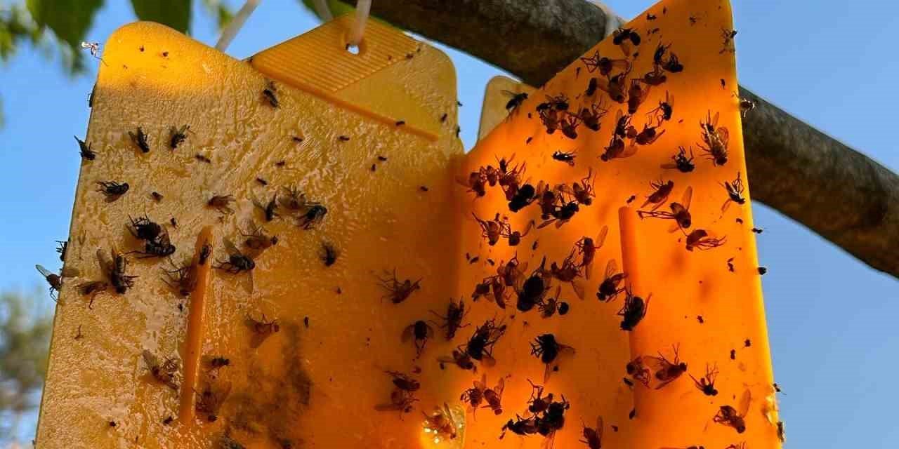 Nazillili üreticilere ’kestane gal arısı’ uyarısı