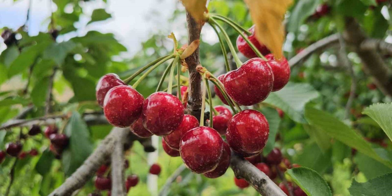 Avra Kirazı’nın kraliyet sofralarına yolculuğu başladı