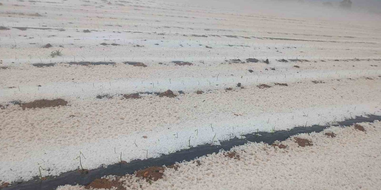 Dolu yağışı ekili arazileri beyaz örtüyle kapladı