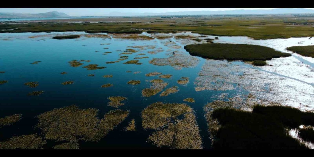 Işıklı Gölünde nilüfer şöleni başlıyor
