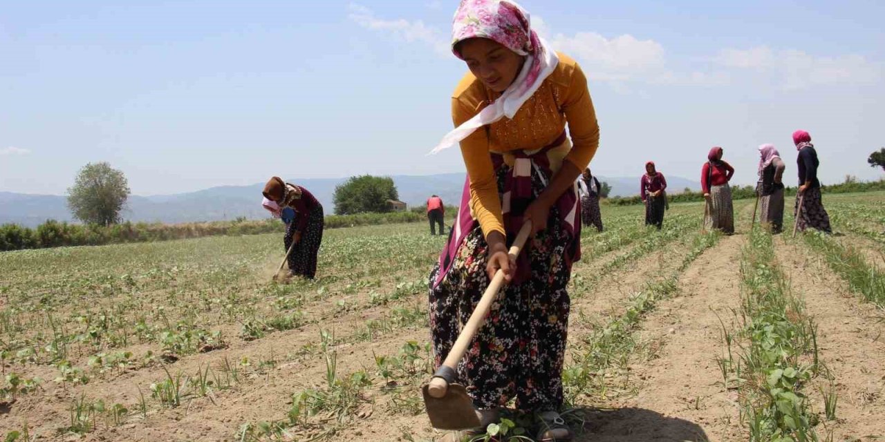 Aydın’da pamuk çapalama yevmiyeleri belirlendi