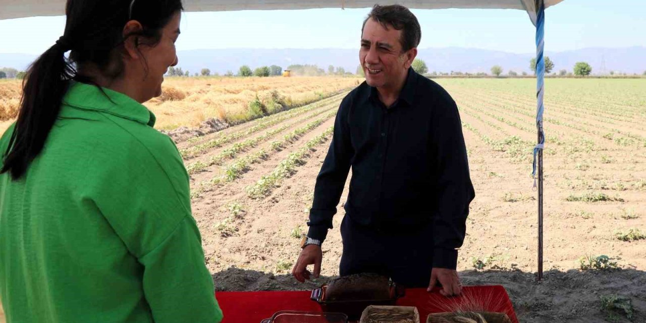 Efeler’de karakılçık buğdayının ilk hasadı gerçekleştirildi