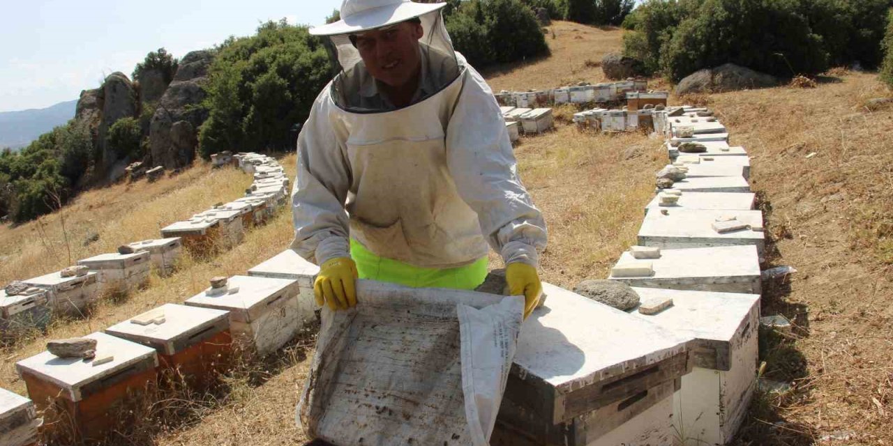 Havalar kurak gidince arılar da nüfus planlamasına gitti