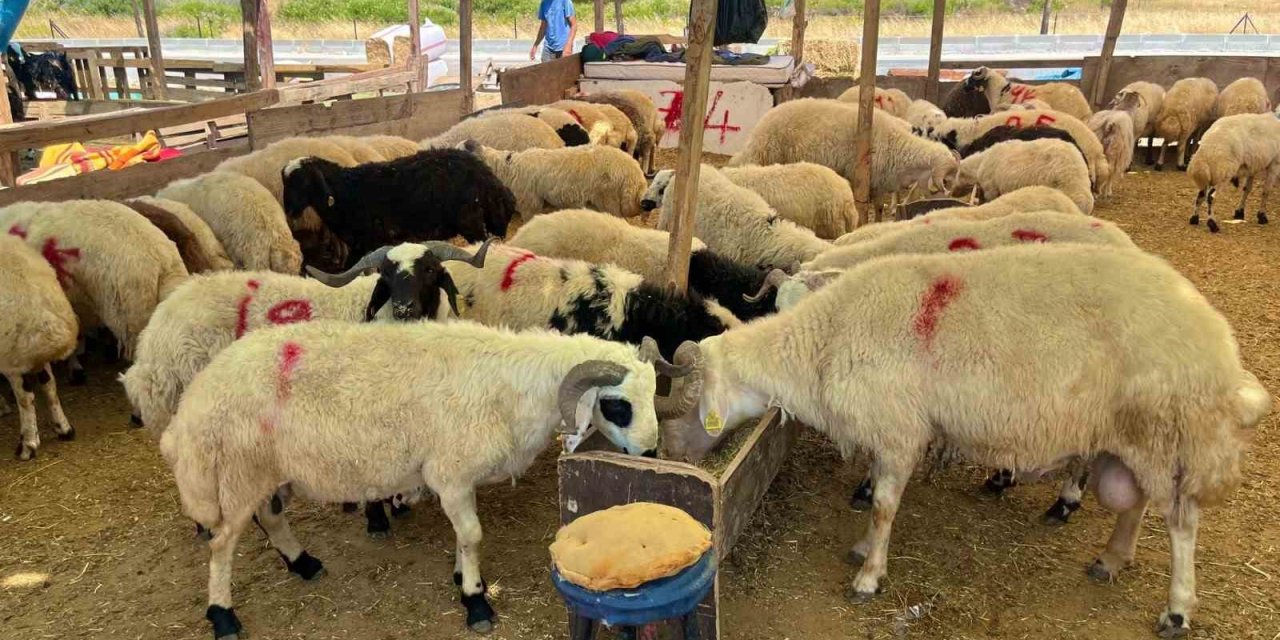 Aliağa’da kurbanlık kesim fiyatları açıklandı