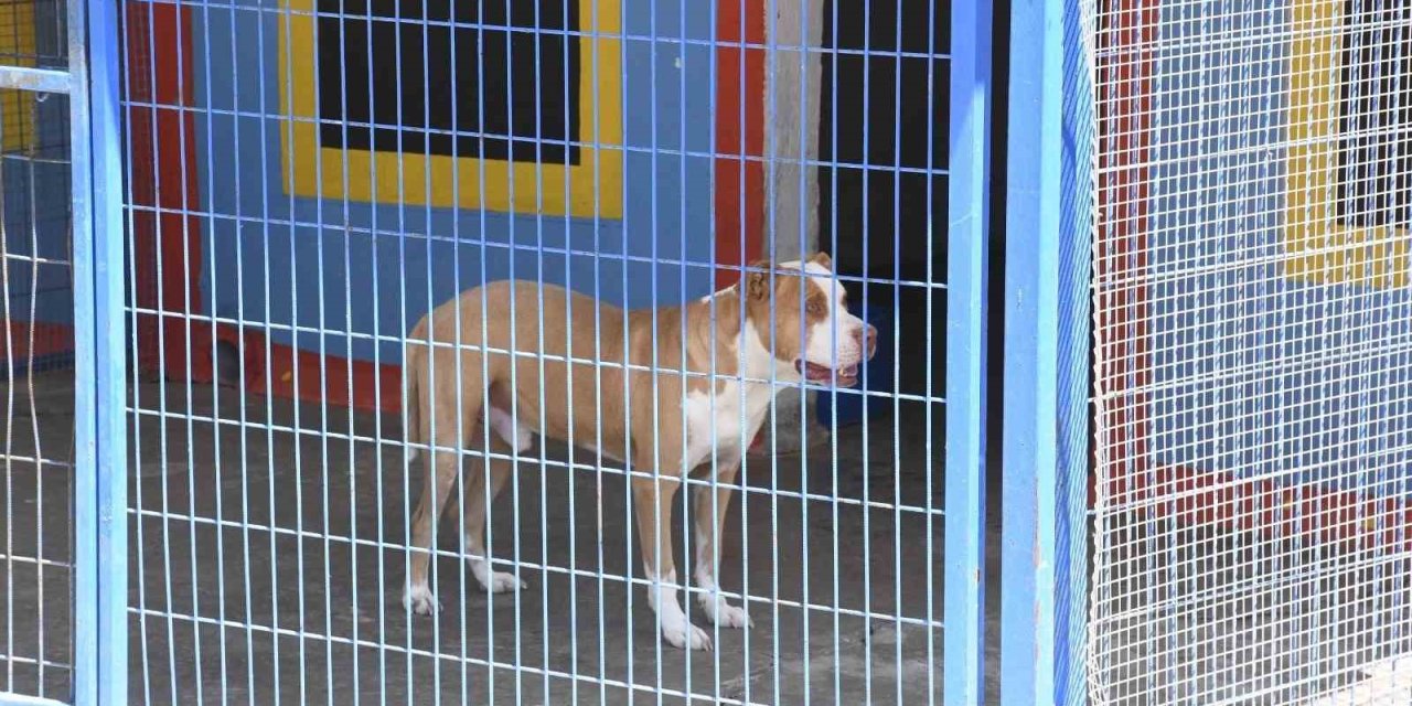Açlıktan hasta ve zayıf düşen beslenmesi yasak olan pitbull cinsi köpek, Kuşadası Belediyesi’nin ellerinde hayata tutundu