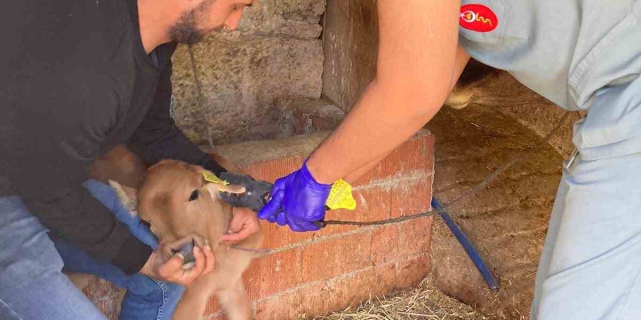 Koçarlı’da büyükbaş hayvanların aşılanması devam ediyor