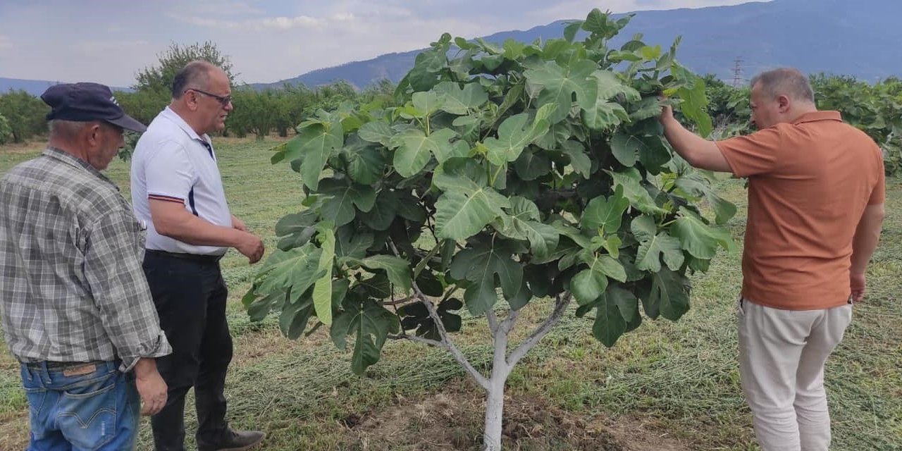 Kuyucak’ta incir bahçelerinde hastalık ve zararlı kontrolü yapıldı