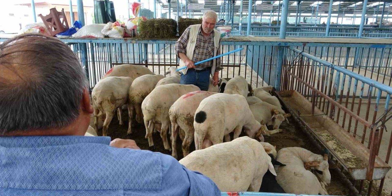 Şap hastalığı nedeniyle kapatılan hayvan pazarı Kurban Bayramı için tekrar açılıyor