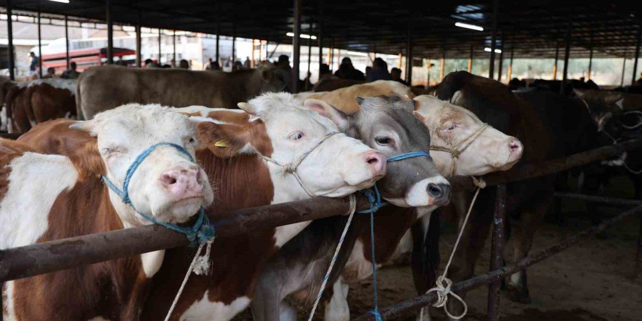 Vatandaşlar kurbanlıklar ile ilgili bilgilere ’Tarım Cebimde’ uygulamasından ulaşabilecek
