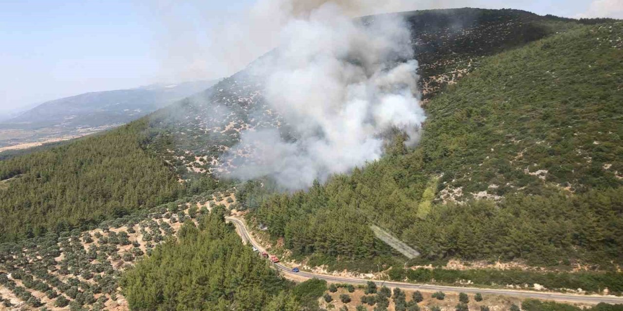 Milas’ta orman yangını