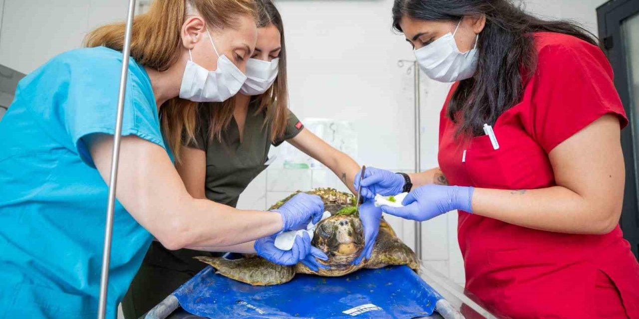 Körfez’deki yaralı caretta caretta kurtarıldı