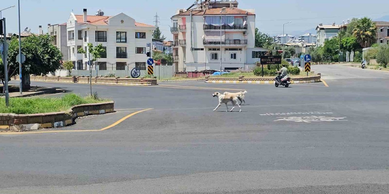 Sokak köpeklerinin saldırdığı yaşlı adam hayata tutundu