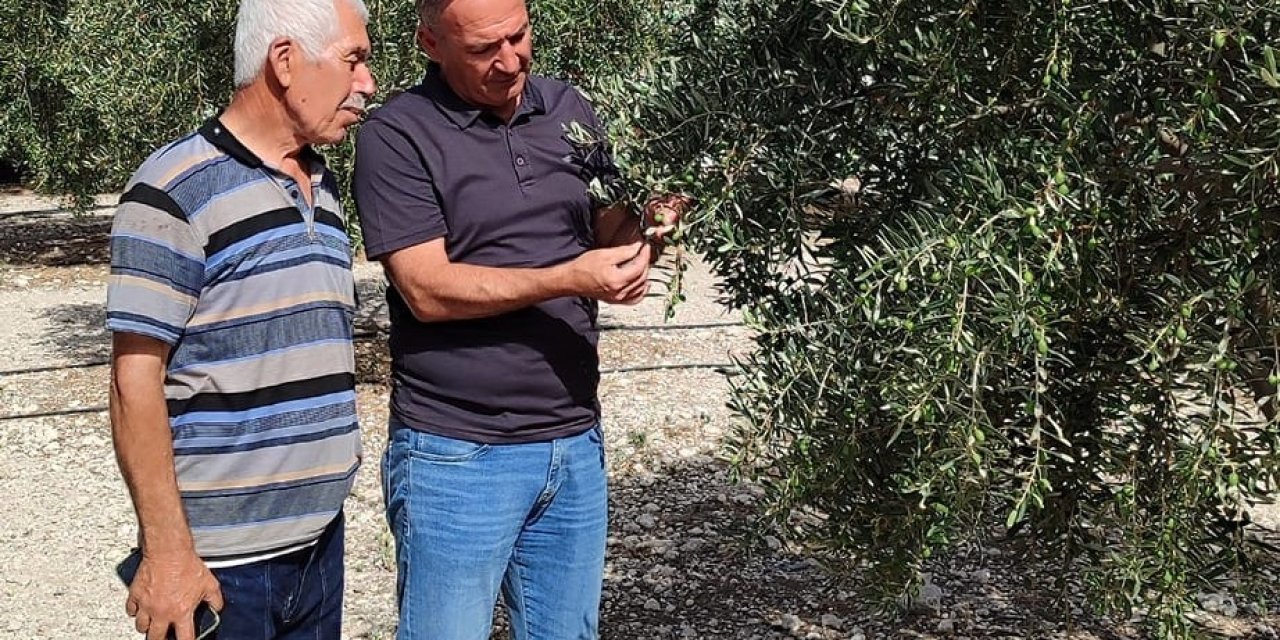 Zeytinde dökülme durdu, zararlı yoğunluğu azaldı